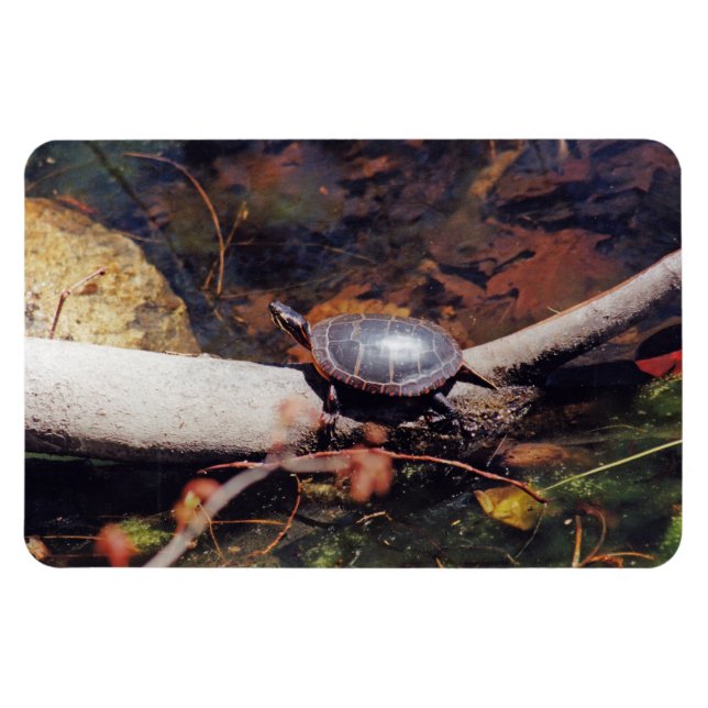 Lycklig Turtle Magnet (Horisontell)