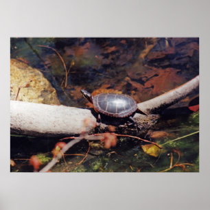 Lycklig Turtle Poster