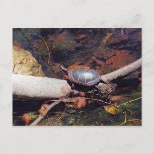 Lycklig Turtle Vykort