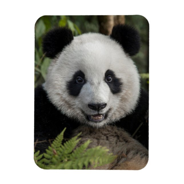 Lycklig, ungpanda, China Magnet (Vertikal)