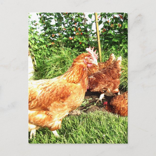 Lycklig, utomhuskycklingar, utomhuskycklingar vykort (Framsida)