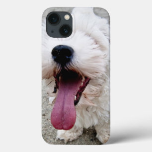 Lycklig valpvithund som är malteese, maltipoo.