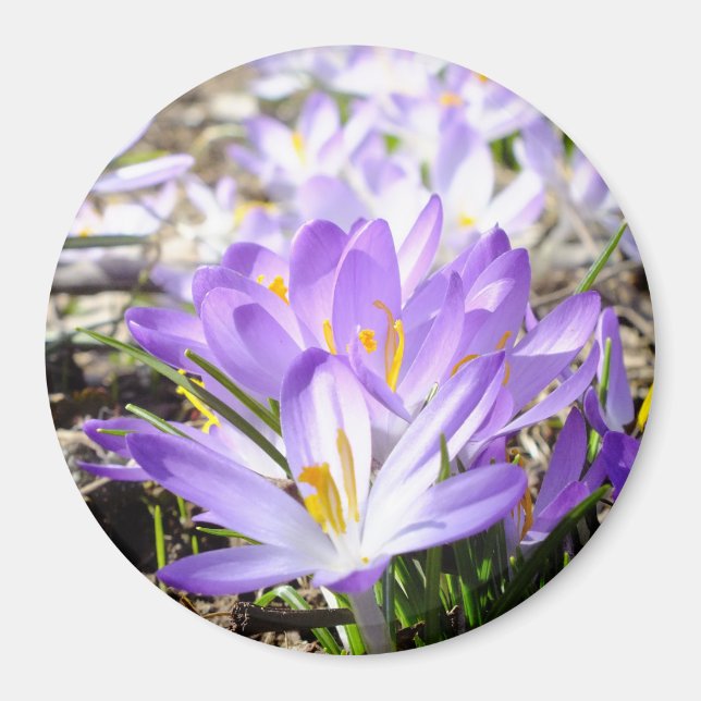Lycklig Vår Crocus Magnet (Framsidan)