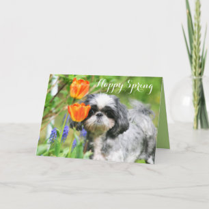 Lycklig Vår Shih Tzu Girl Greeting Card Helgkort