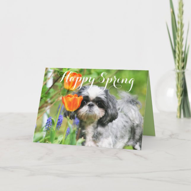Lycklig Vår Shih Tzu Girl Greeting Card Helgkort (Framsida)