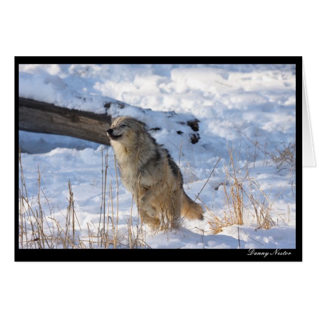 Lycklig Varg Hälsningskort (Framsidan Horizontal)