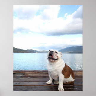 lycklig-vildhund sitta på däck nära sjö poster