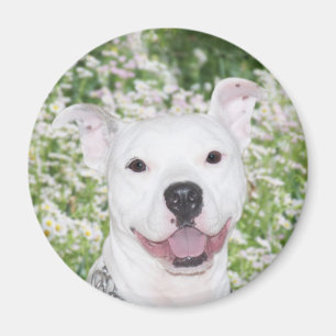 Lycklig vitpitbull magnet