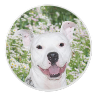 Lycklig vitpitbullterrier knopp