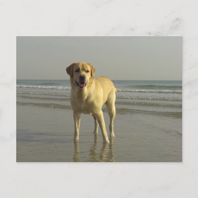 Lycklig Vykort (Framsida)