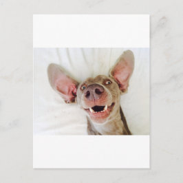 Lycklig Weimaraner Vykort