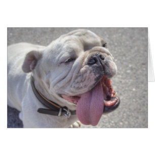 Lycklig White Bulldog Hälsningskort