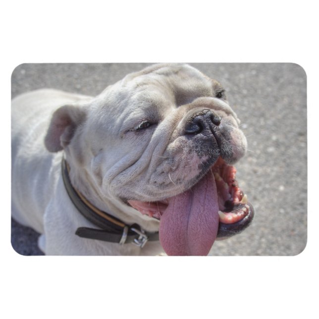 Lycklig White Bulldog Magnet (Horisontell)