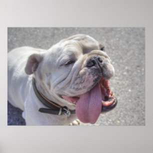 Lycklig White Bulldog Poster