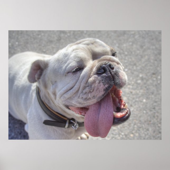 Lycklig White Bulldog Poster (Framsidan)