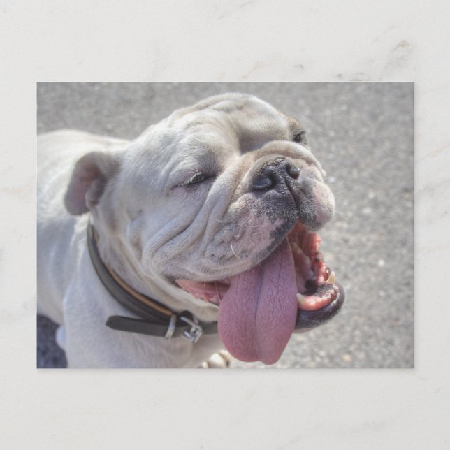 Lycklig White Bulldog Vykort (Framsida)