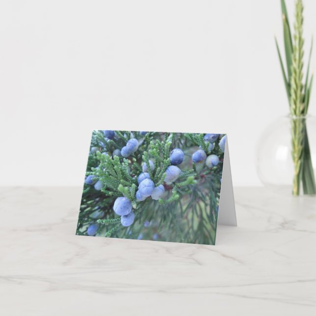 Lyckliga Hanukkah: Enbär Helgkort (Framsida)