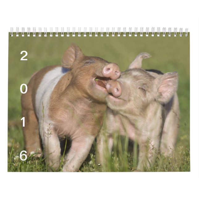 Lyckliga Piglets - griskalender 2016 Kalender (Omslag)