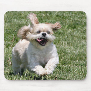 Lyckliga rinnande Shih Tzu Musmatta