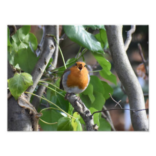 Lyckligtvis Singing Robin Fototryck