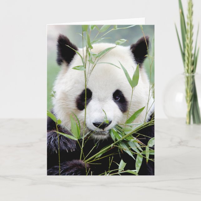 Lyckokort Foto jättepanda. Panda jätte. Kort (Framsida)