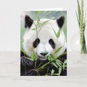 Lyckokort Foto jättepanda. Panda jätte. Kort