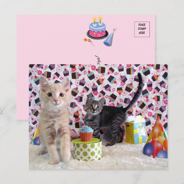 Lyckoönskningar på födelsedagen - Katt Postkort Vykort (Fram/baksida)