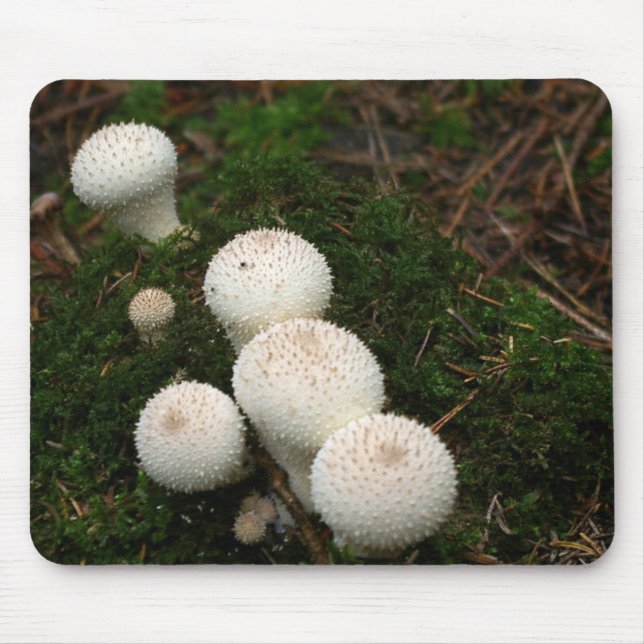Lycoperdonpuffballchampinjoner Musmatta (Framsidan)
