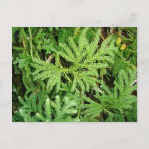 Lycopodium paniculatum, Södra Chile Vykort