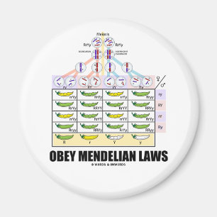 Lyda Mendelian lagar (Dihybrid arga ärtor) Magnet