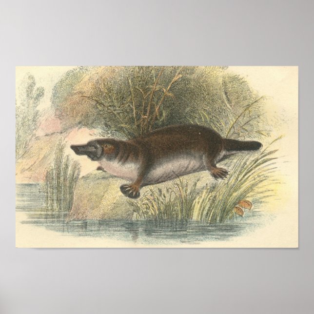 Lydekker - Platypus Portfolio Poster (Framsidan)