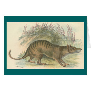 Lydekker - Thylacine - Tasmanian tiger Hälsningskort