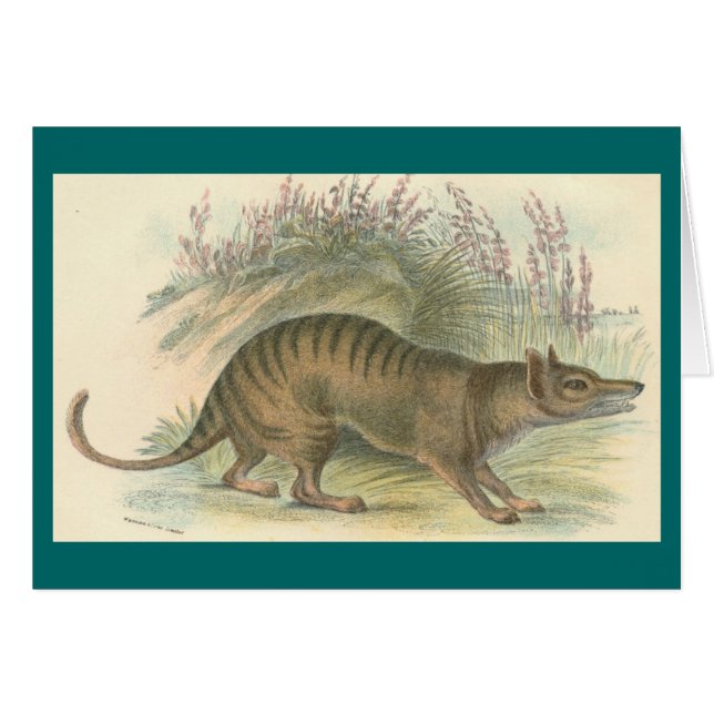 Lydekker - Thylacine - Tasmanian tiger Hälsningskort (Framsidan Horizontal)