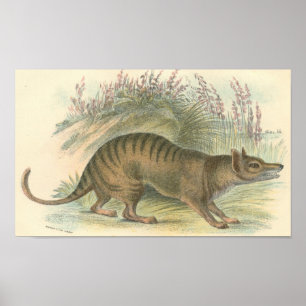 Lydekker - Thylacine - Tasmanian tigerportfölj Poster