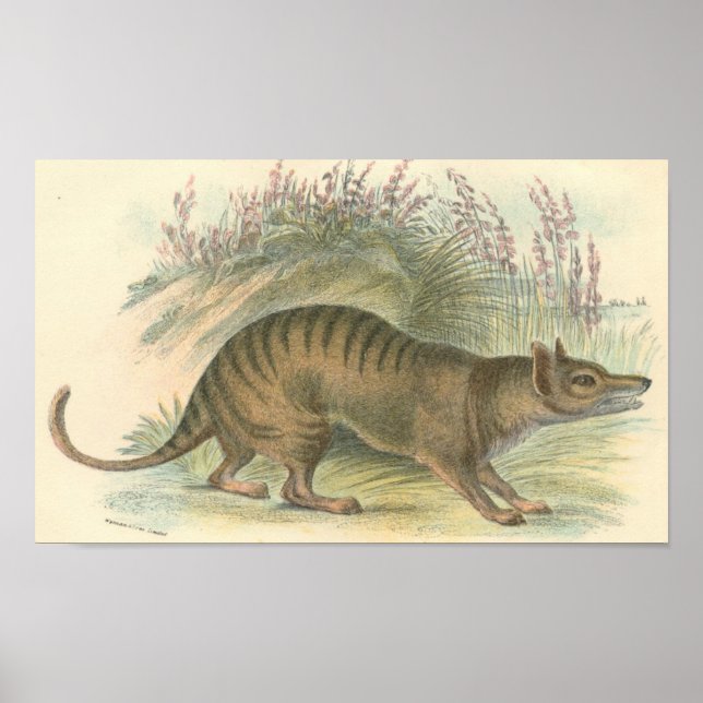 Lydekker - tylacin - Tasmanian Tiger Portfolio Poster (Framsidan)