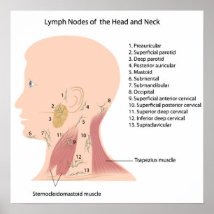 Lymfknutor i huvud och nacke poster