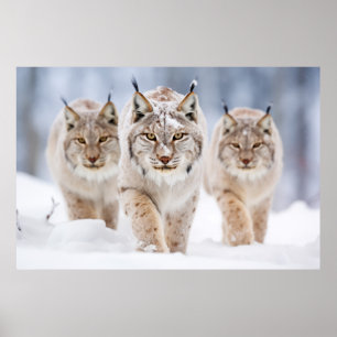 Lynx Animal Family Wandering Nature Poster