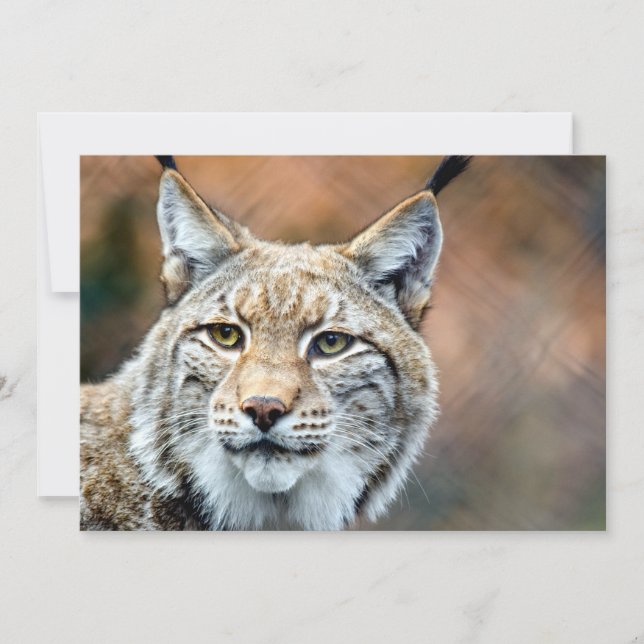 Lynx Bobcat Wildlife Predator Cat (Framsida)