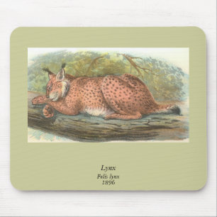 Lynx, Felis lynx Musmatta
