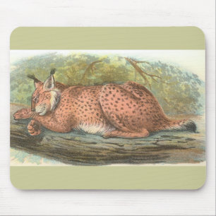 Lynx, Felis lynx Musmatta