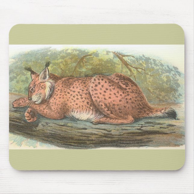 Lynx, Felis lynx Musmatta (Framsidan)