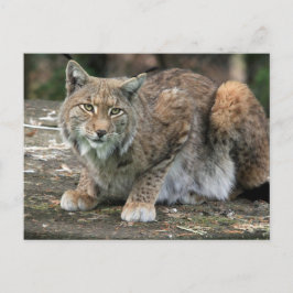 Lynx-fotot Vykort