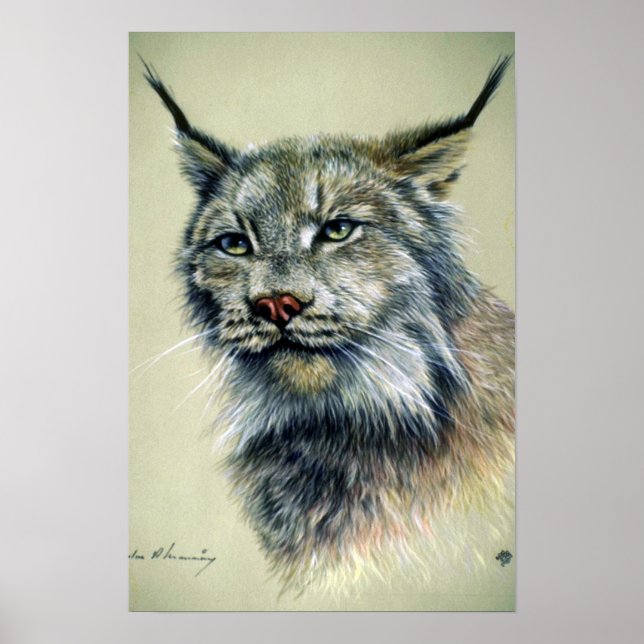 Lynx (huvudstudie) poster (Framsidan)