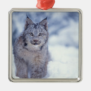 Lynx i snö i fotgängarna julgransprydnad metall