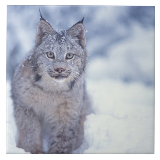 Lynx i snö i fotgängarna kakelplatta (Framsidan)