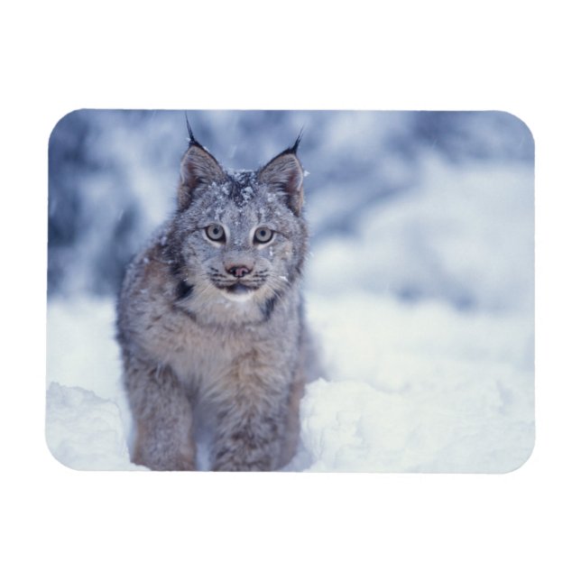 Lynx i snö i fotgängarna magnet (Horisontell)