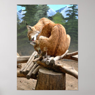 Lynx-katter Poster