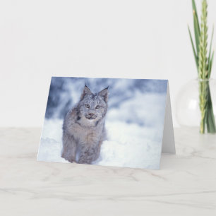 lynx, Lynx lynx, i snö i utkanten av Kort