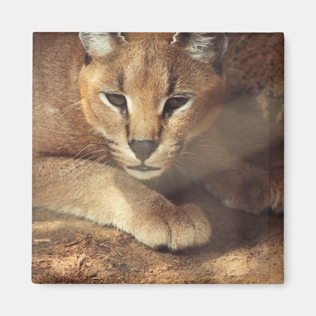 Lynx Magnet (Framsidan)