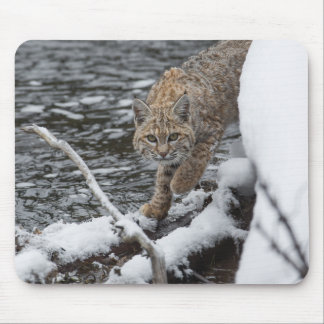 Lynx Musmatta
